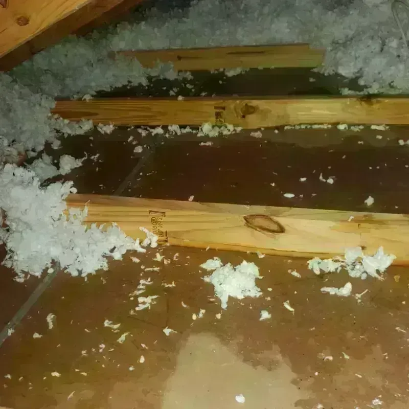 Attic Water Damage in North Sarasota, FL