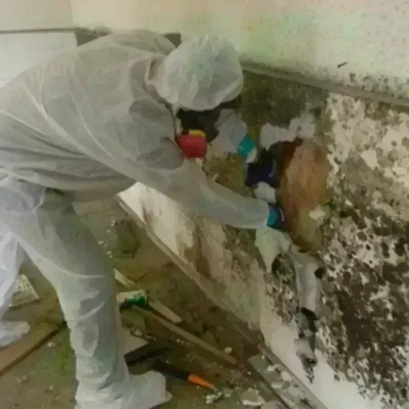 Mold Remediation and Removal in North Sarasota, FL